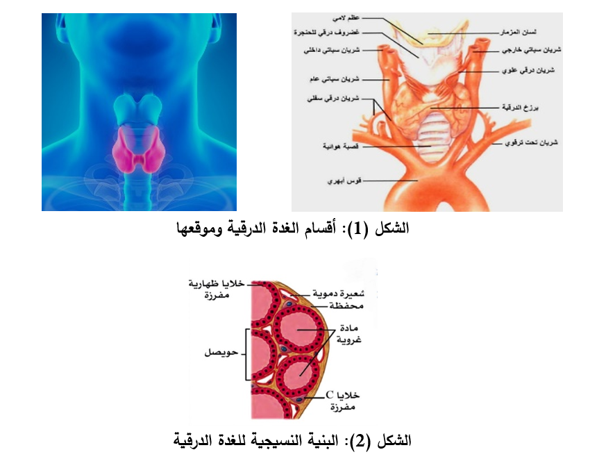 أقسام الغدة الدرقية وموقعها ، البنية النسيجية للغدة الدرقية