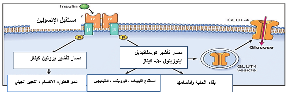 رسم تخطيطي لمسارات إشارات الإنسولين