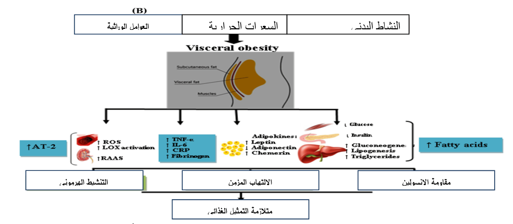 رسم تخطيطي للفيزيولوجيا المرضية لمتلازمة التمثيل الغذائي