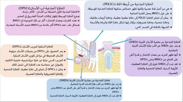 أنواع/ سلالات الـ DSCs 