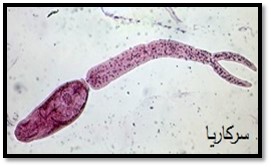 شكل رقم (3):الذوانب Cecaria