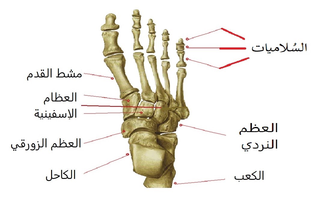 الشكل (6): عظام القدم