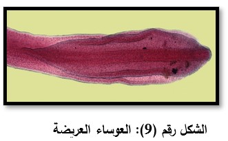 الشكل رقم (9): العوساء العريضة 